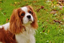 Best Dry Dog Food for Cavalier King Charles Spaniel