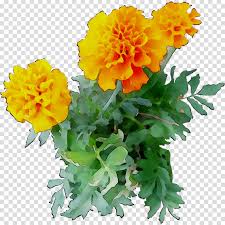 Flowers Clipart Background Clipart Flower Plants Yellow Transparent Clip Art We have collected 46+ original and carefully picked marigold. flowers clipart background clipart
