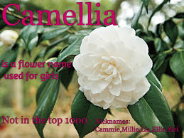 Camellia Is A Flower Name Used As A Female Name It Was Named Camellia In Honor Of The Botanist Georg Kamel In The Lan Camellia Plant Flowering Shrubs Plants