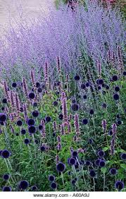 Loads of perpendicular electric blue flower spikes with red stamens, stand above the canopy of floppy glaucous. Echinops 39 Veitch 39 S Blue Perovskia 39 Blue Spire 39 Pensthorpe Mill Gartnern Perovskia Blue Spire Plants Plant Combinations