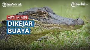 Check spelling or type a new query. Arti Mimpi Dikejar Buaya Pertanda Jatuh Cinta Hingga Ada Mata Mata Yang Membahayakan Anda Youtube