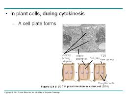 In plants, cytokinesis occurs when a cell wall forms in between the daughter cells. Chapter 12 The Cell Cycle Power Point Lectures