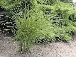 Miscanthus Sinensis Gracillimus Chinese Silvergrass Landscape Grass Herbs