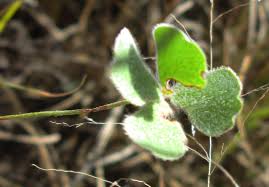 Image result for Marsilea villifolia