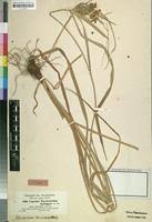 Image result for Cyperus fischerianus