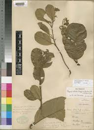 Image result for Ozoroa nitida