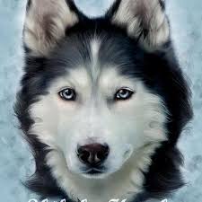 Pin On Siberian Husky