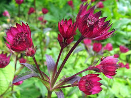 Wet soil loving plants for usda zone 1. Wet Waterlogged Soil Improving Drainage Choosing Plants Saga