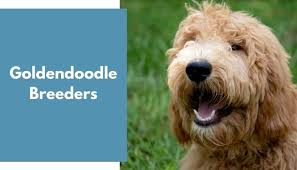 We are goldendoodle breeders specialist in the midwest. Goldendoodle Breeders Goldendoodle Puppies For Sale Animalfate
