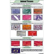 beneficial insects chart jlab