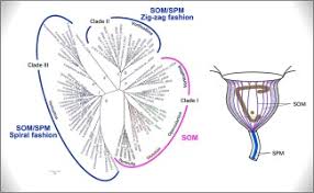 Image result for Physotrichia
