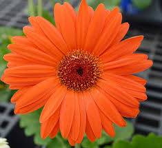 Image result for Gerbera jamesonii