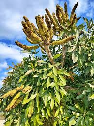 Image result for Cussonia spicata