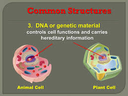 In plant cell genetic information is found in. Cell Structure Unit 4 Chapter Ppt Video Online Download