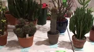 They are all able to store water in the fleshy tissues of their stems, roots or leaves. Melbourne Cactus And Succulent Show 2015 Youtube