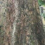 Image result for Terminalia superba