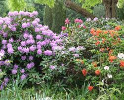 Glücklich werden gartenbesitzer mit solchen neuen sträuchern nur, wenn diese zum standort im garten passen. Zierstraucher Im Garten Pflanzen Und Pflegen Mein Schoner Garten