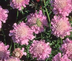 Image result for Scabiosa columbaria