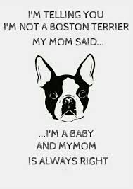 Home Decor With Bostons Boston Terrier Boston Terrier Funny Boston Terrier Lover