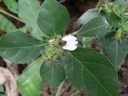 Image result for Blepharis buchneri