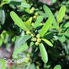 Image result for Pyracantha