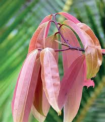 Bay leaves are pungent and have a sharp taste but when dried the fragrance is herbal and slightly as we said, bay leaves are a pleasantly yet strong aromatic and they enjoy a huge popularity in a. The Greenskeeper Not Quite A Bayleaf