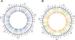 Surgeons should not look like surgeons. Diploid Genome Differentiation Conferred By Rna Sequencing Based Survey Of Genome Wide Polymorphisms Throughout Homoeologous Loci In Triticum And Aegilops Springerlink