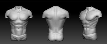 Huge collection, amazing choice, 100+ million high quality, affordable rf and rm images. Male Torso Anatomy Sculpt V2 On Behance