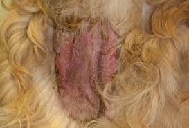 We did not find results for: How To Treat Your Dog S Hot Spots At Home Without A Vet Pethelpful