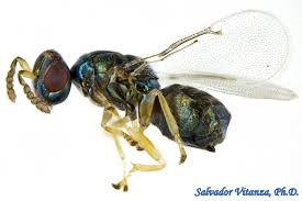 Image result for Leptochloa obtusiflora