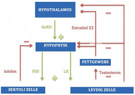 Effekt einnahme des potenzmittels herbal men plus mittel. Testosteron Das Sexualhormon Des Mannes Fachportal Fur Wehrmedizin Wehrpharmazie