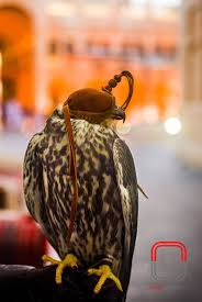 We specialize in small pet animal hospital, exotic pets, and preventative & wellness exams. Foothills Bird And Pet Clinic Petslover