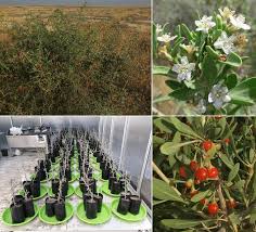 Image result for Lycium