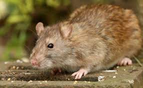 You are probably wondering why guinea pigs can't feed on the same foods eaten by rabbits when both of them are vegetarians, right? Can Mice And Rats Eat Rabbit Food Pet Care Advisors