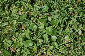 The most natural way to control clover is by removing it manually. Dollarweed Home Garden Information Center