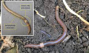 See what threadworms look like in poo. Jumping Worms That Thrash Wildly When Disturbed Invade Us From East Asia Daily Mail Online