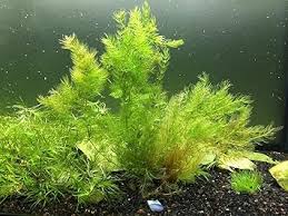 Image result for Ceratophyllum submersum