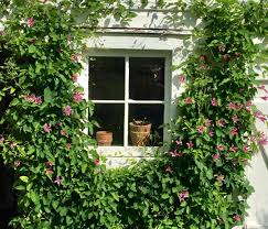 'duchess of albany' синонимы clematis texensis 'duchess of albany' clematis × pseudococcinea 'duchess of albany' clematis texensis 'duchess of alba' clematis texensis. Clematis Duchess Of Albany Echinops And Ruby Donstathamblog Totemfarmgarden Donstathamgarden Clematisduchessofalbany Echinops