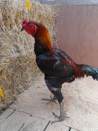 We did not find results for: Australian Game Fowl Wikipedia