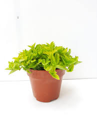 Image result for Platostoma montanum