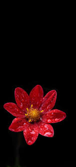 Tiny pink flowers amoled wallpaper. Flower Amoled Wallpapers 4k Hd Flower Amoled Backgrounds On Wallpaperbat