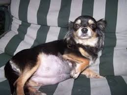 Pin On Dog Care Puppy 101