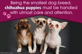 Here S How To Take Care Of Chihuahua Puppies And Train Them Well Pet Ponder