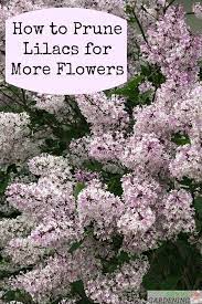 Tipps Zum Schneiden Von Fliedern Um Die Bluten Fur Das Nachste Jahr Zu Fordern Garden Shrubs Lilac Bushes Amazing Gardens