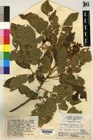 Image result for Albizia grandibracteata
