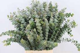 ©2020 the queen's flowers 7001 nw 25th st, miami fl 33122 info@queensflowers.com 1.800.888.1777 Eucalyptus Baby Blue Flora United International