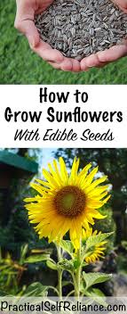 Run through a strainer and they were gorgeous and we put them in a bigger pot in the sunniest place outside and they are now. How To Grow Sunflowers For Seeds