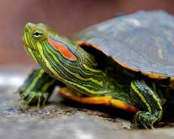 تصویر لاک پشت گوش قرمز