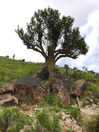 Image result for Olea chimanimani