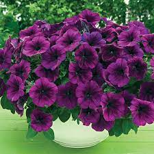 Trilogy Deep Purple Petunia Seeds Pkt Of 10 Seeds Purple Petunias Petunias Flower Seeds